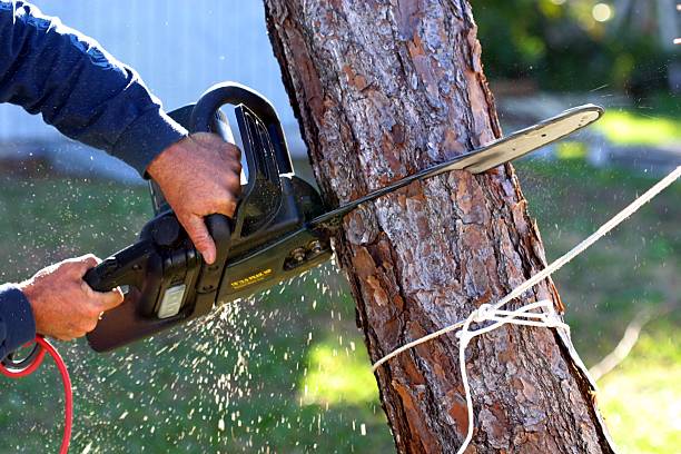 How Our Tree Care Process Works  in  Churchill, OH