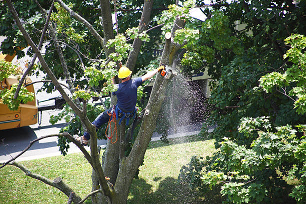 Churchill, OH Tree Removal Services Company